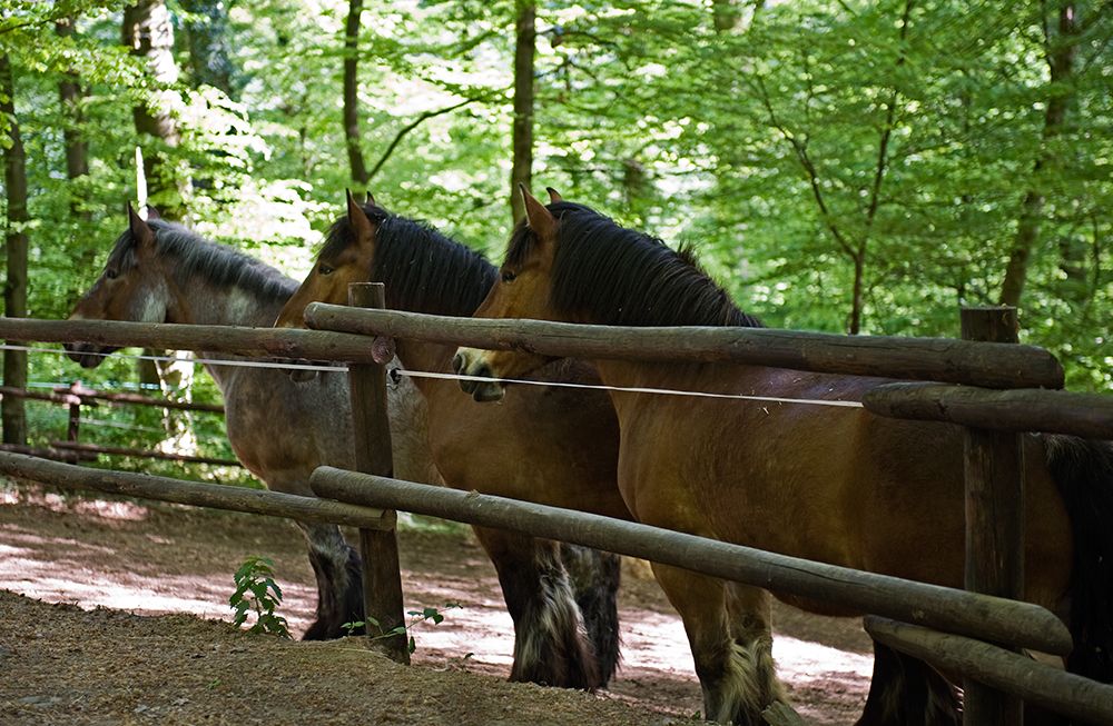 Vianden Photobucket