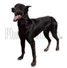 black guard dog