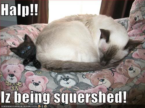 squished lolcat Pictures, Images and Photos