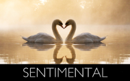  photo SENTIMENTALsmall_zpsb57a94be.png