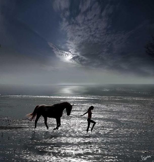 horse n beach Pictures, Images and Photos