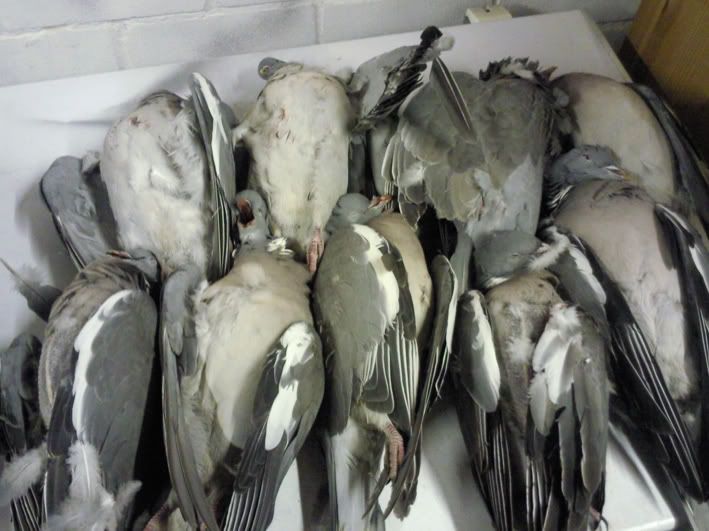 pigeonsx10.jpg