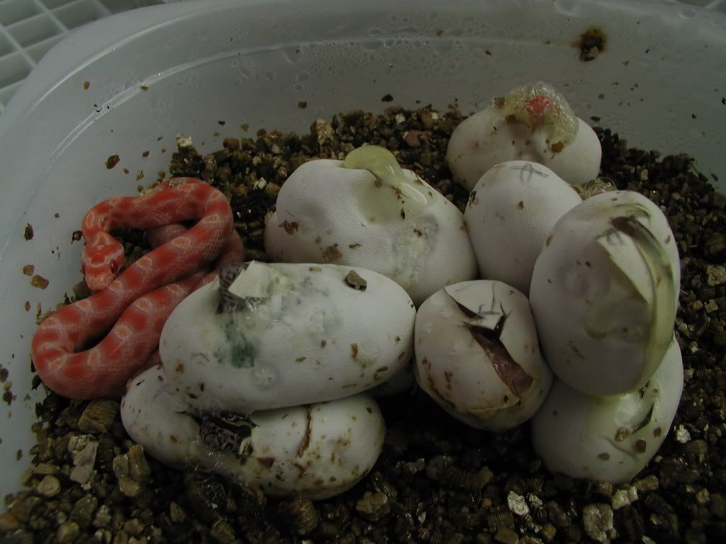 Frogs169.jpg