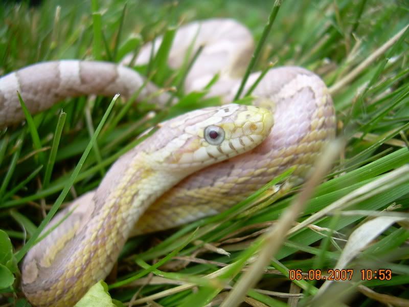 snakes060.jpg