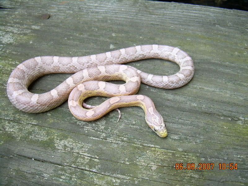 snakes061.jpg