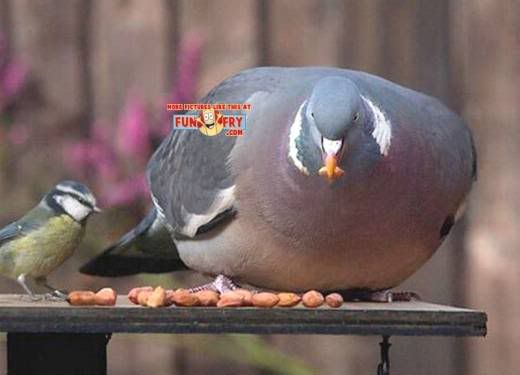 very_fat_pigeon.jpg