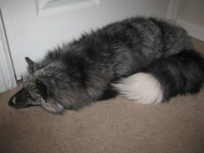 Unique and amazing ranch fox colors to the