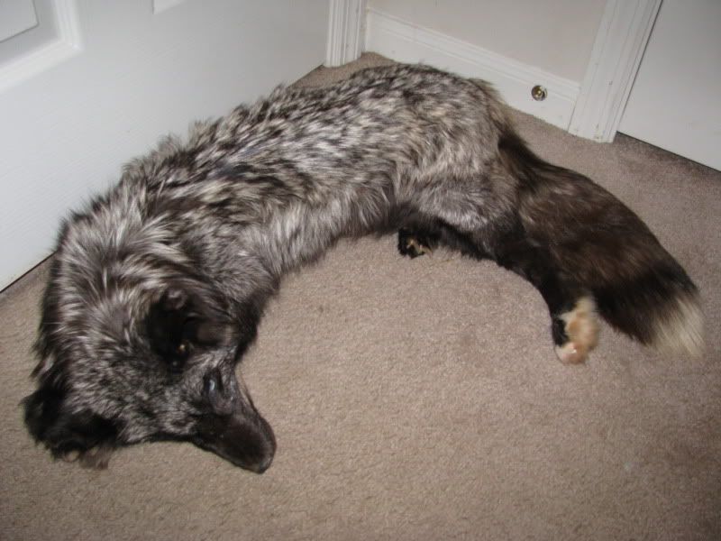 Unique and amazing ranch fox colors to the