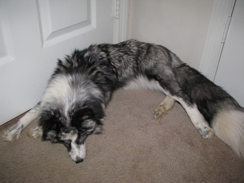 Unique and amazing ranch fox colors to the