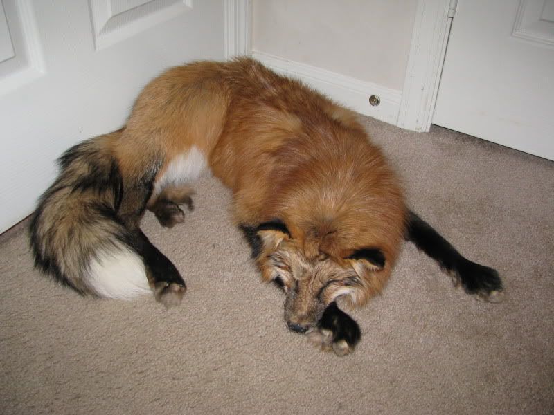 Unique and amazing ranch fox colors to the