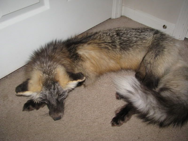 Unique and amazing ranch fox colors to the