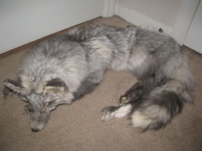 Unique and amazing ranch fox colors to the