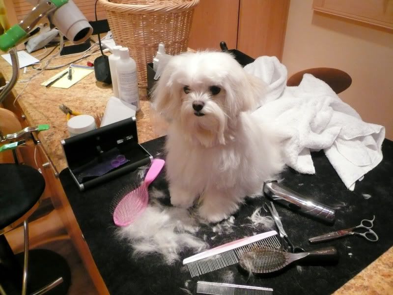 DooLittleprepostbath017.jpg