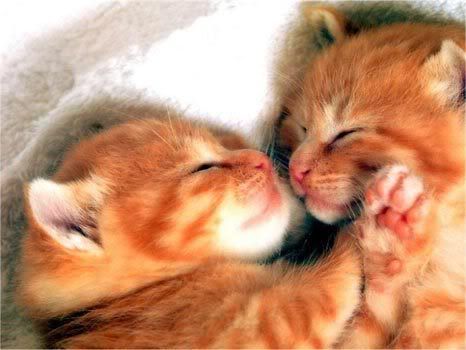 kittens sleeping photo: kittens sleeping normal_kocicky_08.jpg
