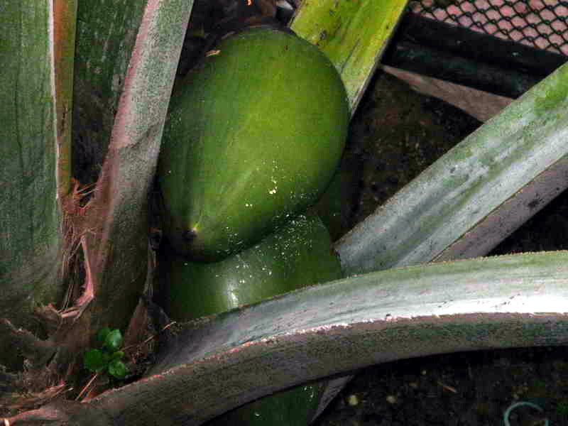 Garden_Palm_27.jpg