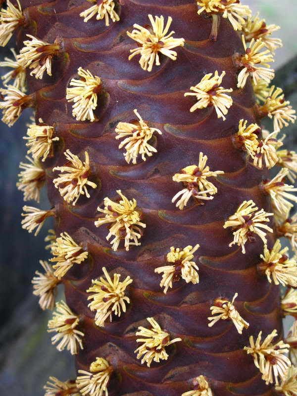 Garden_Palm_32.jpg