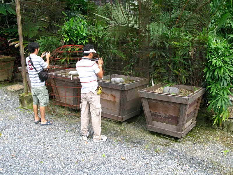 Garden_Palm_34.jpg