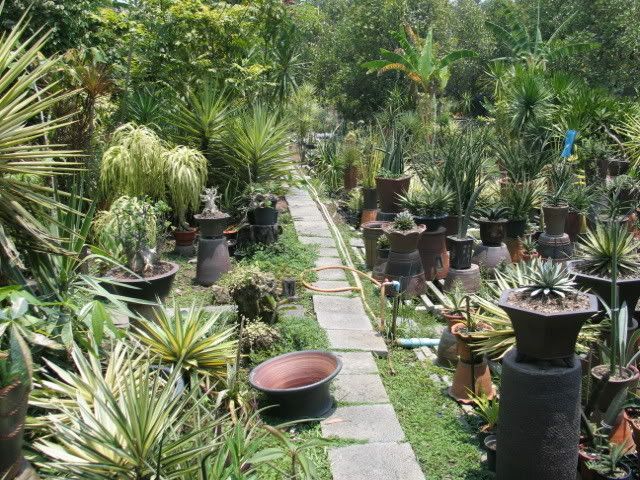 Garden.jpg