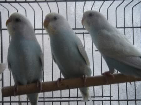 Clones1.jpg