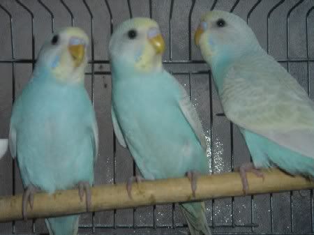 Clones2.jpg