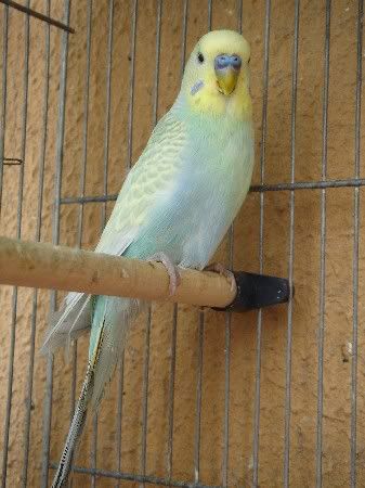 LightGreenGreywing1.jpg