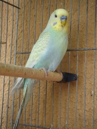LightGreenGreywing2.jpg