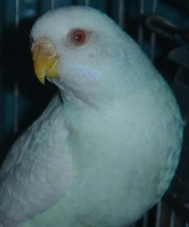 Selene.jpg