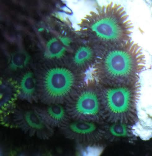 kryptonite%20zoa_zpsnrckg5py.jpg