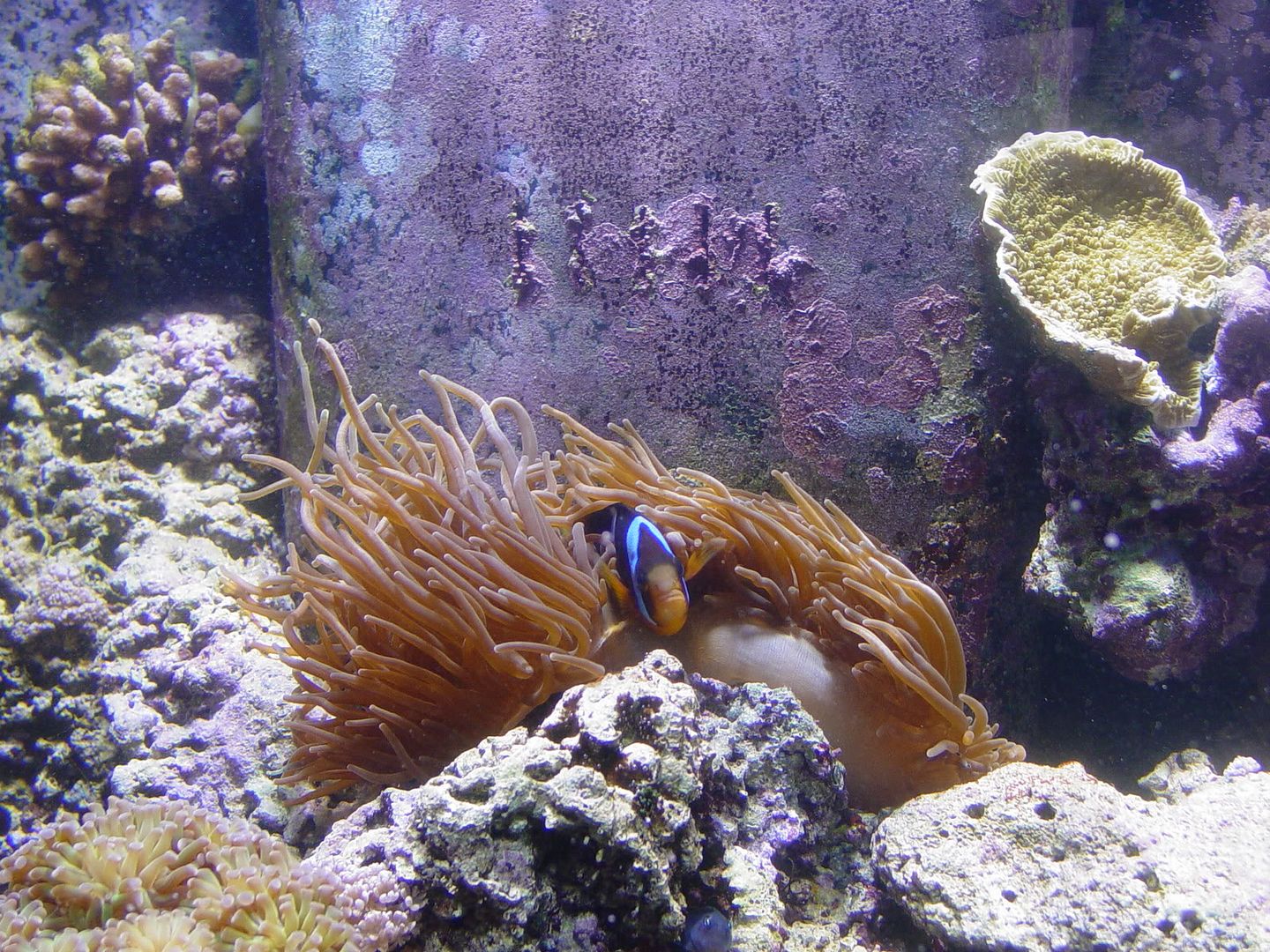 aquariumpics8-31-06008.jpg