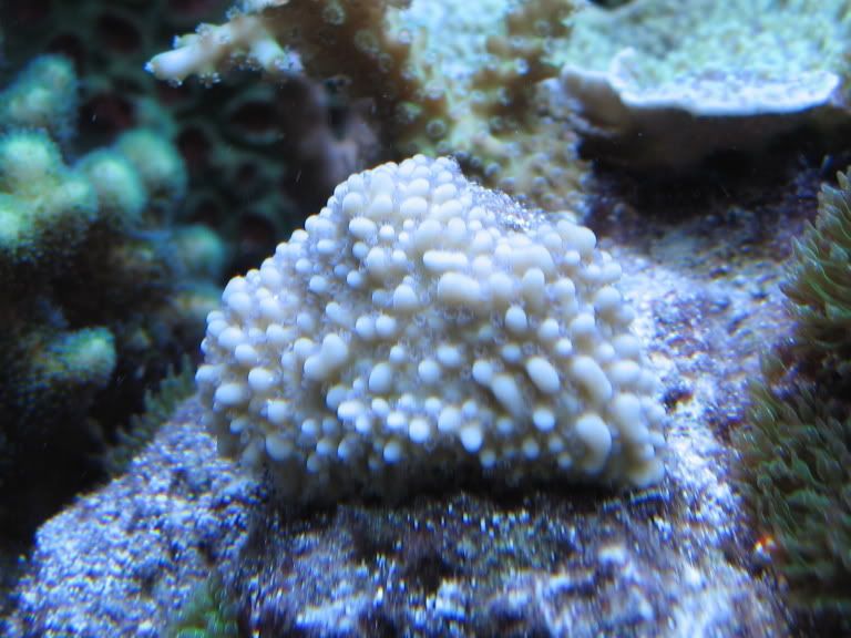 Corals127.jpg