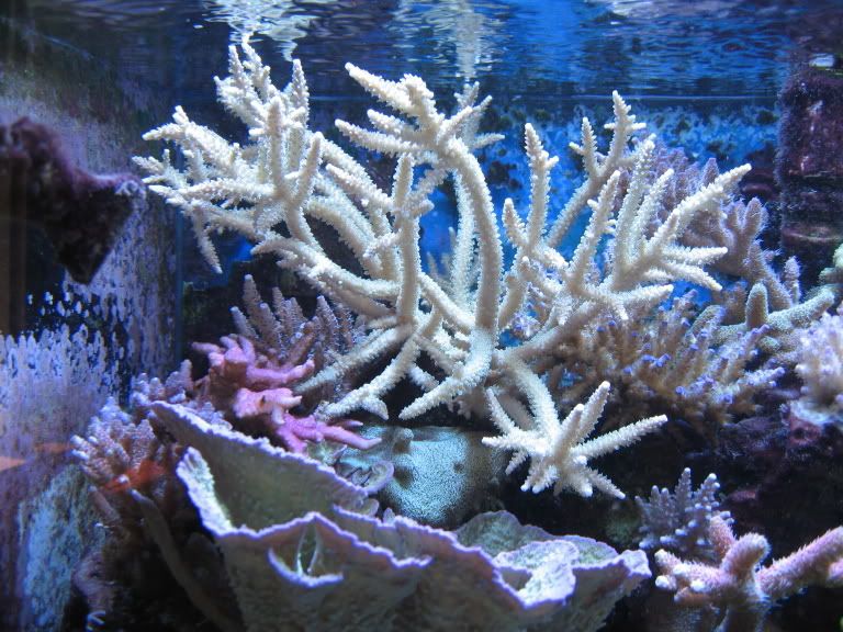 Corals128.jpg