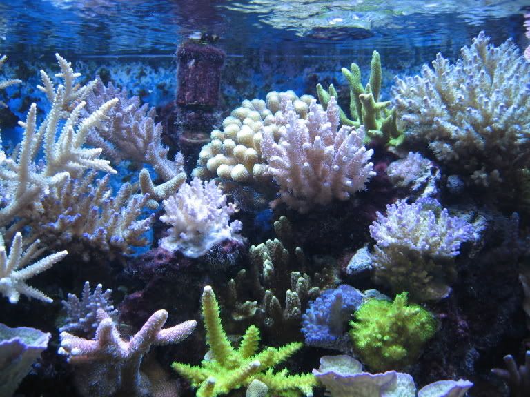 Corals129.jpg