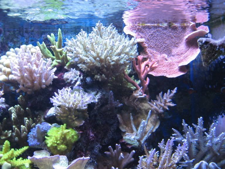 Corals130.jpg