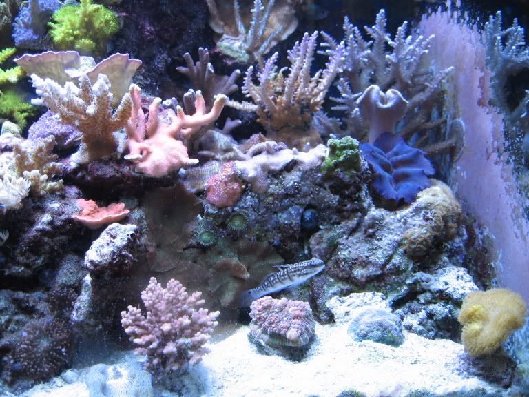 Corals131.jpg