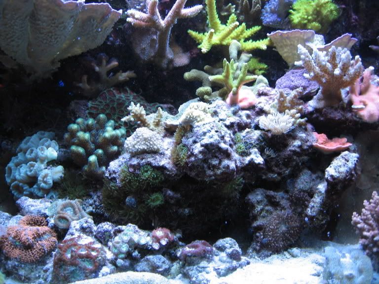 Corals132.jpg