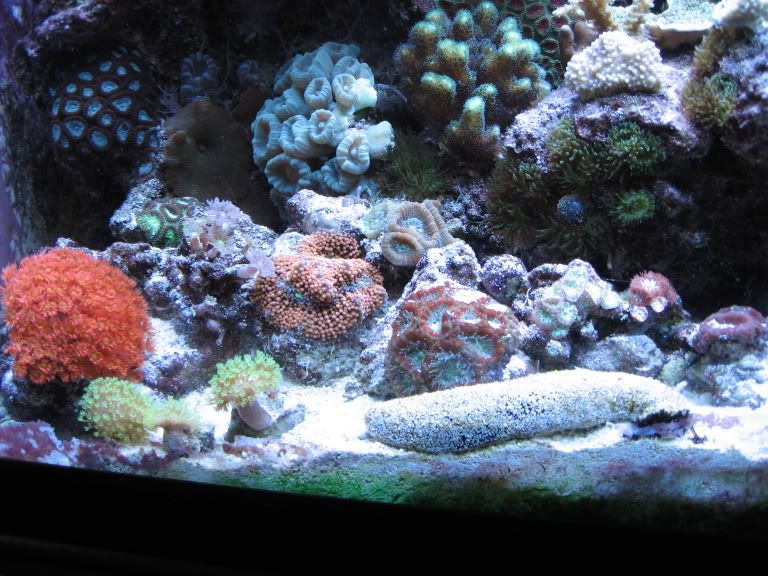 Corals133.jpg