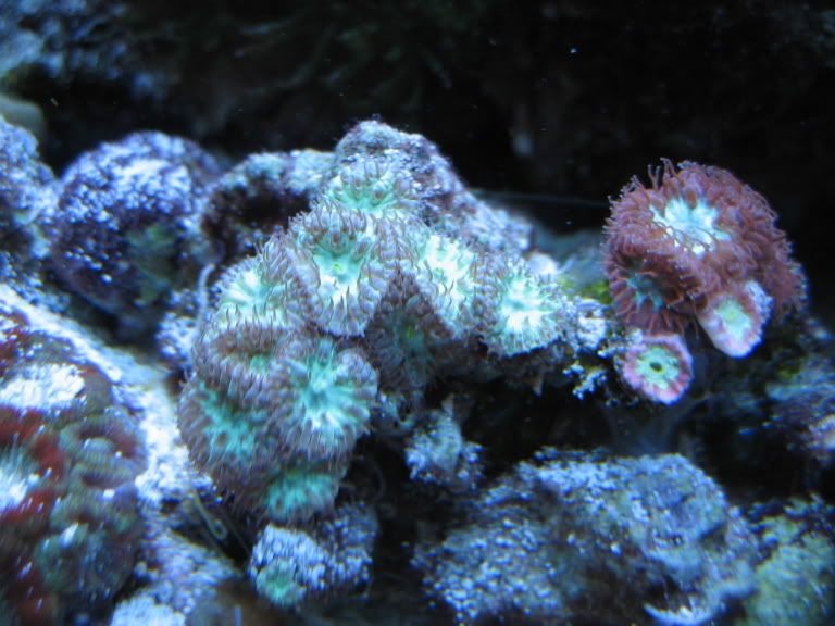 Corals134.jpg