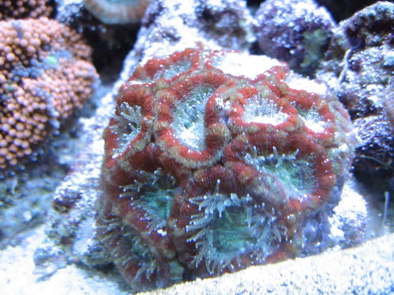 Corals135.jpg
