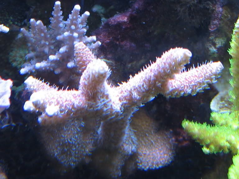 Corals136.jpg