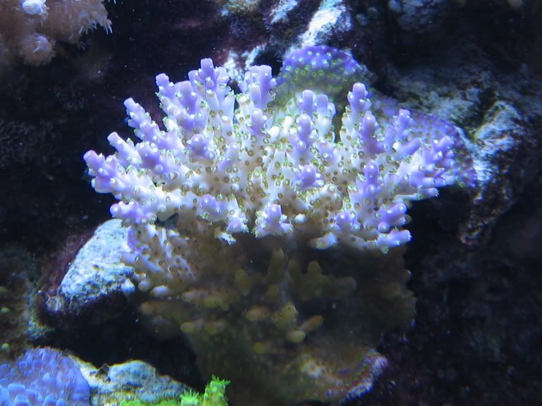 Corals137.jpg
