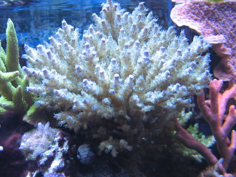 Corals138.jpg