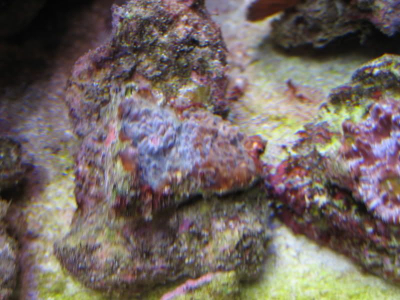Corals011.jpg