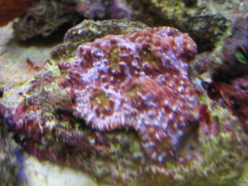 Corals013.jpg
