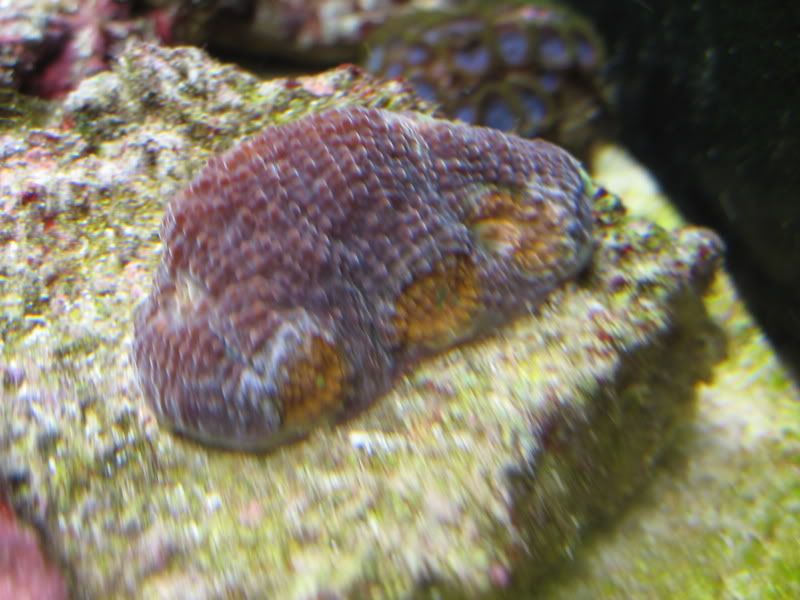 Corals014.jpg