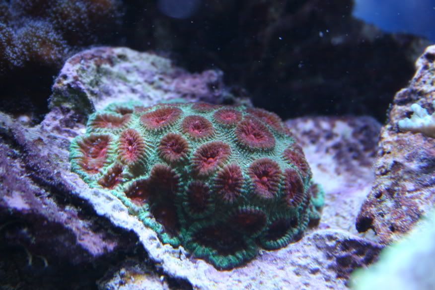 Corals_50G_062.jpg