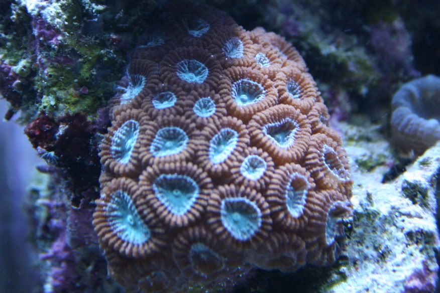 Corals_50G_063.jpg
