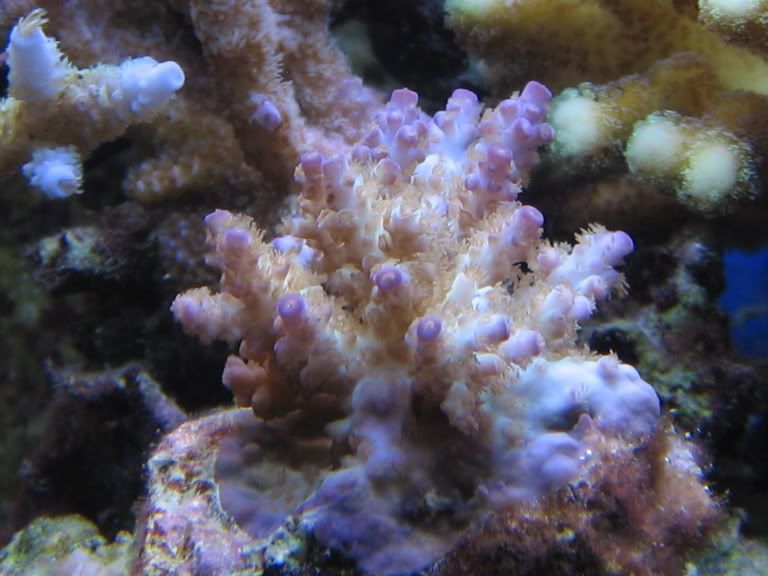 corals041.jpg