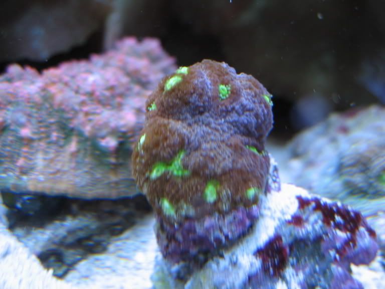 corals151.jpg