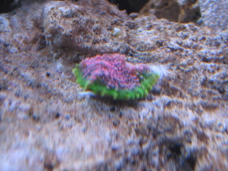corals177.jpg