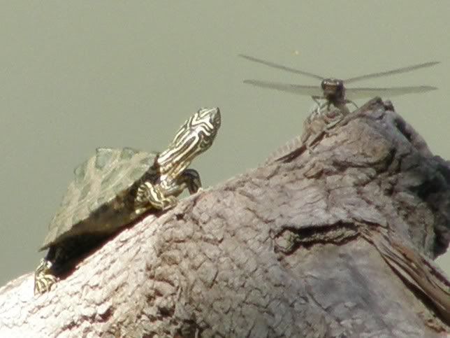 texas map turtle. and Texas endemic, Cagle#39;s map